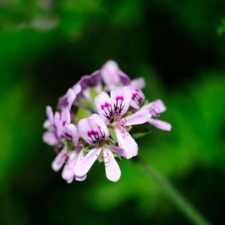 Purple citronella flowers on a green stem