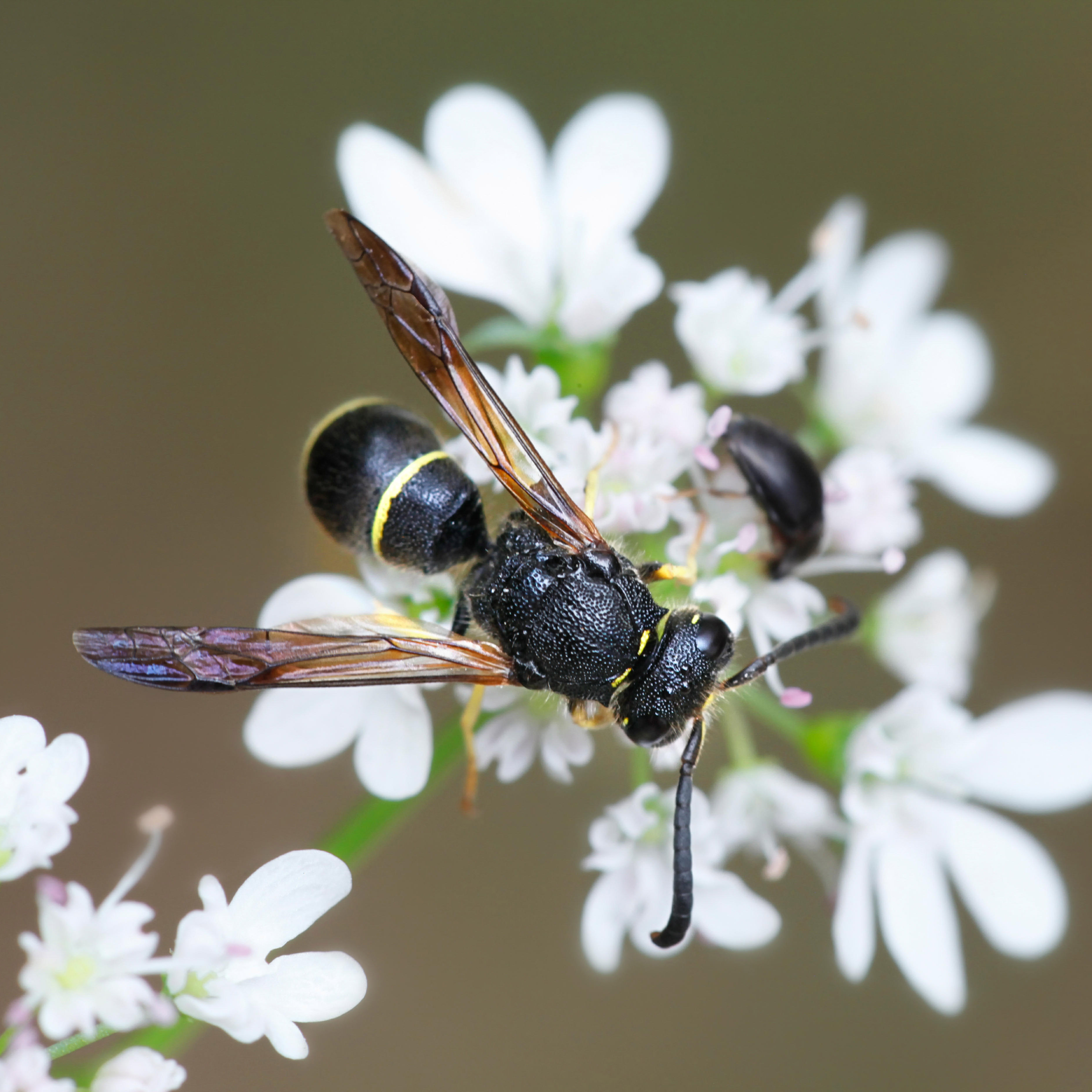 Insect on a white flower