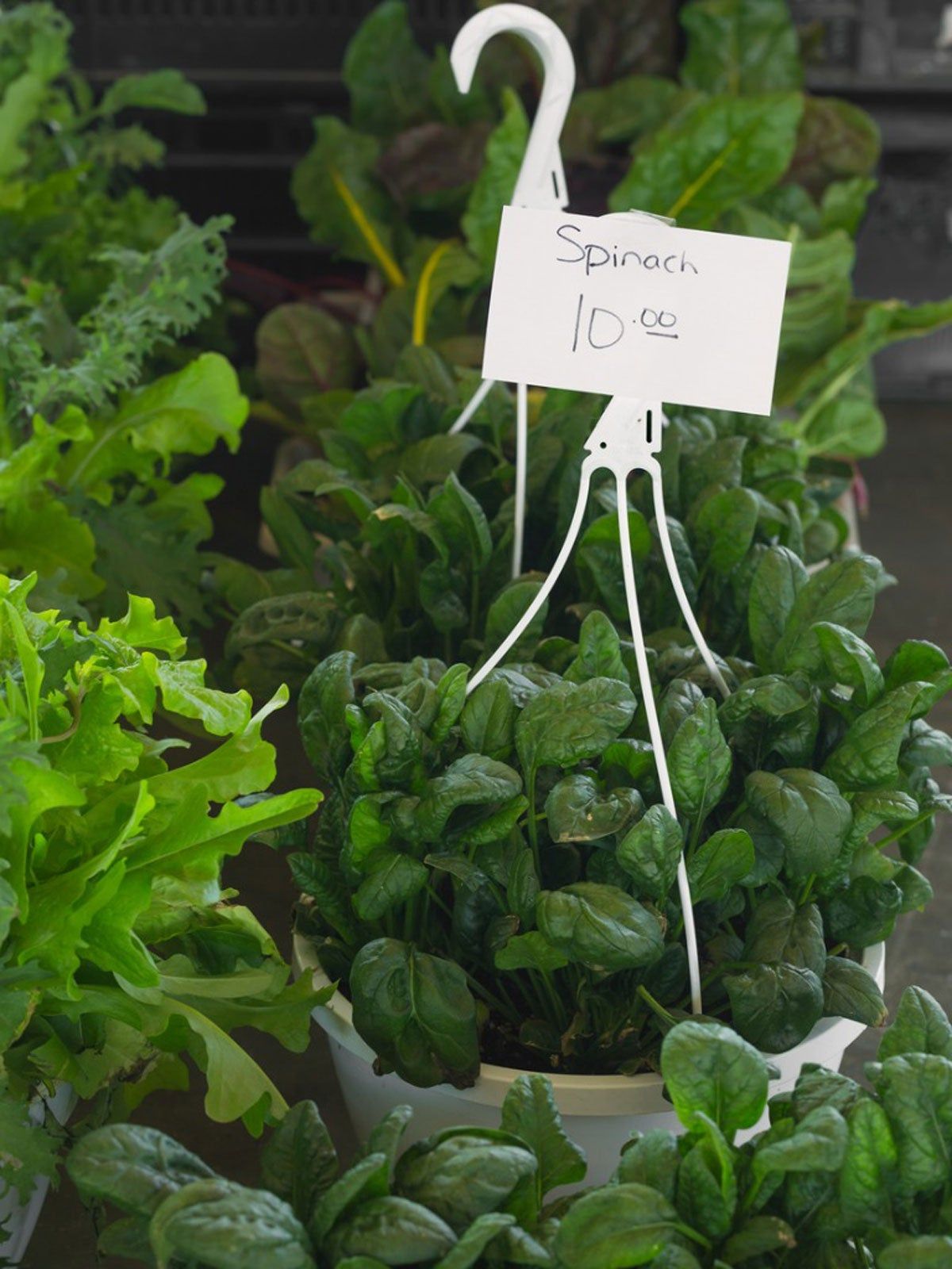 Pots Of Spinach With Label For 10 Dollars