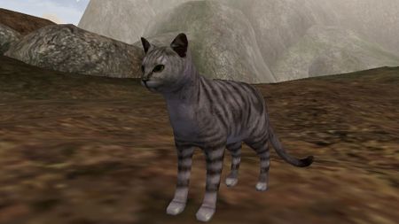 Stripes the Cat in a new Elder Scrolls