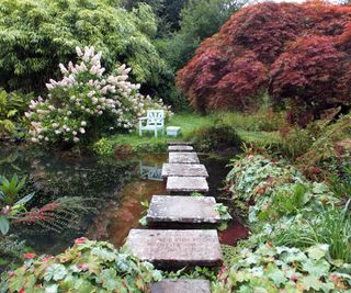 Japanese garden with panicle hydrangeas and stepping stones