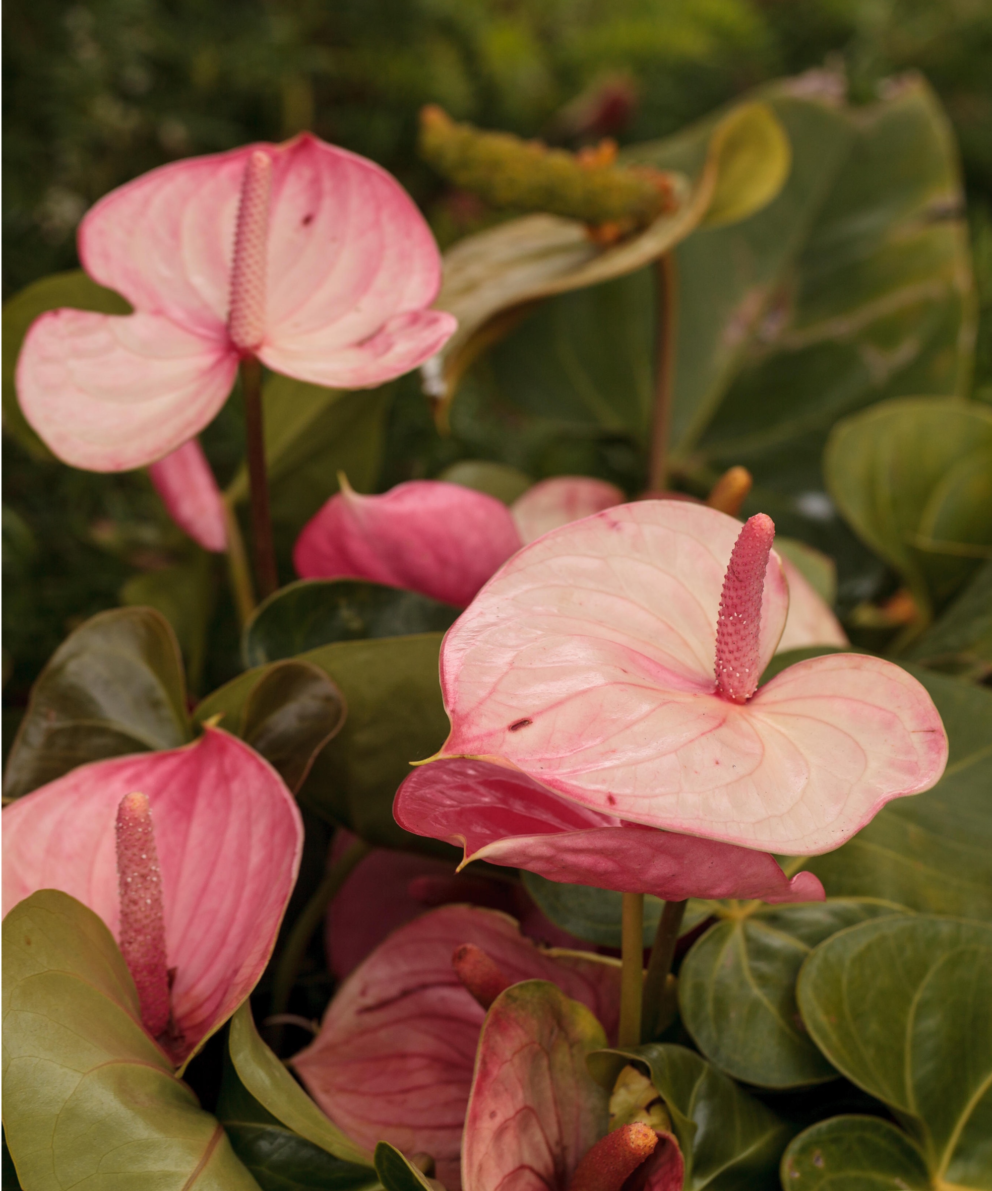 Pink anthurium