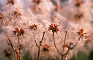 old man's beard