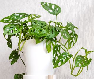 Monstera obliqua in a white pot