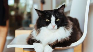 Popular cat breeds