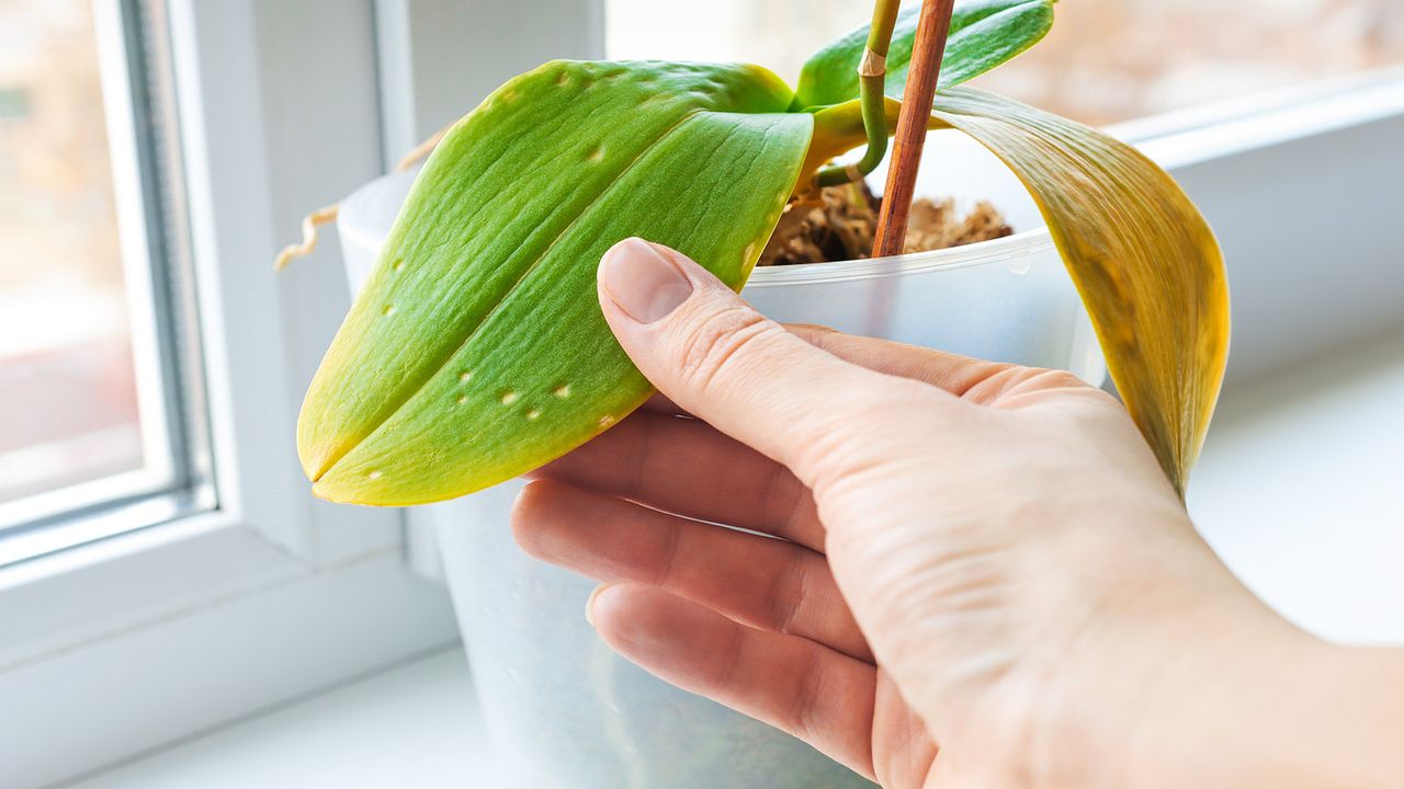 Gardener inspects damaged leaves of dying orchid