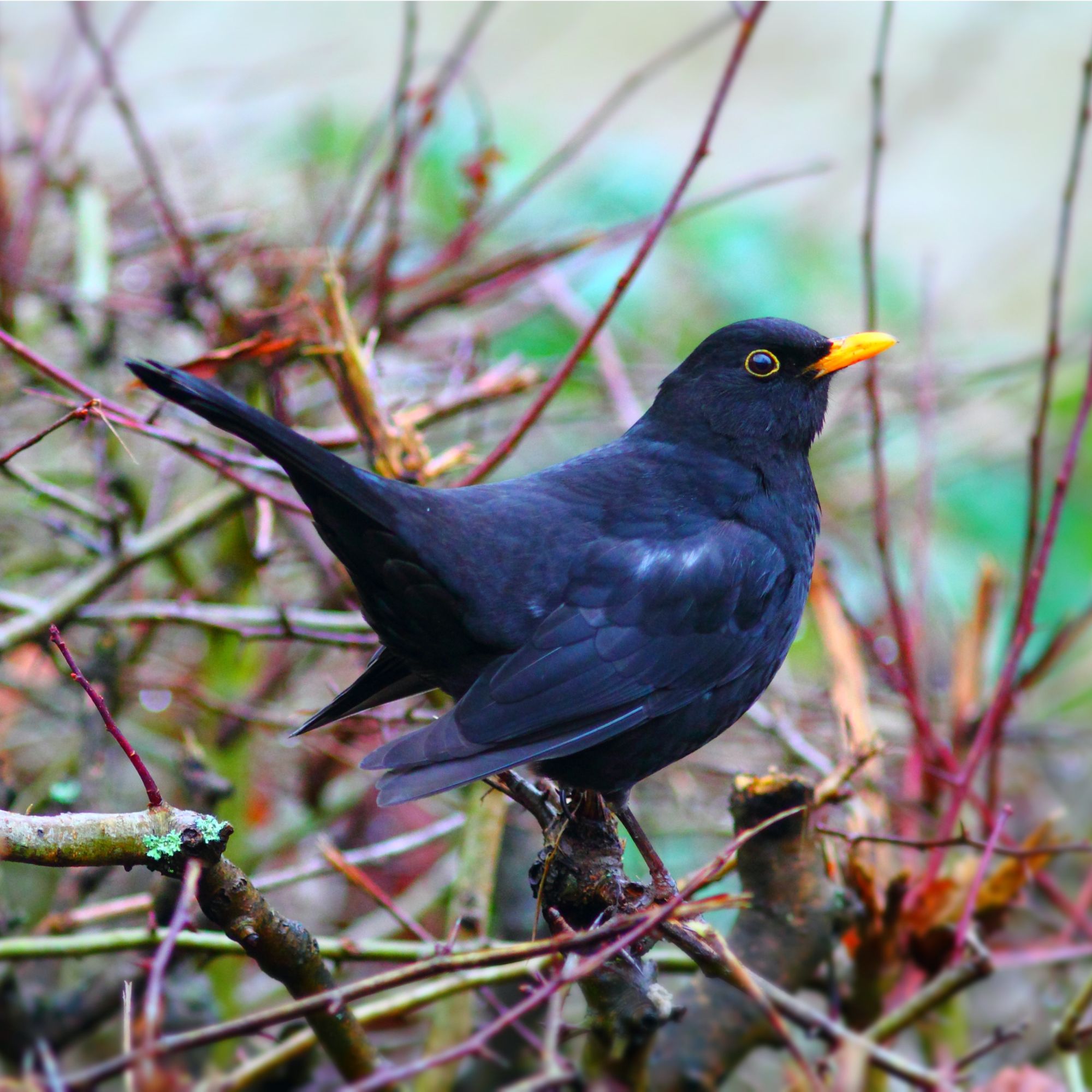 Blackbird in winter garden