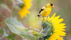 Yellow bird perching on a sunflower