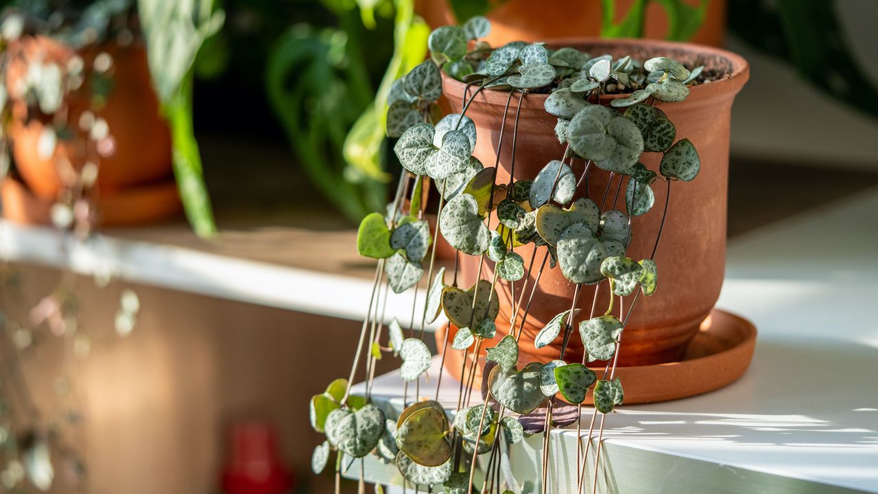 Indoor trailing houseplants on white shelving unit