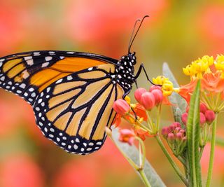 monarch butterfly feeding on milkweed flower