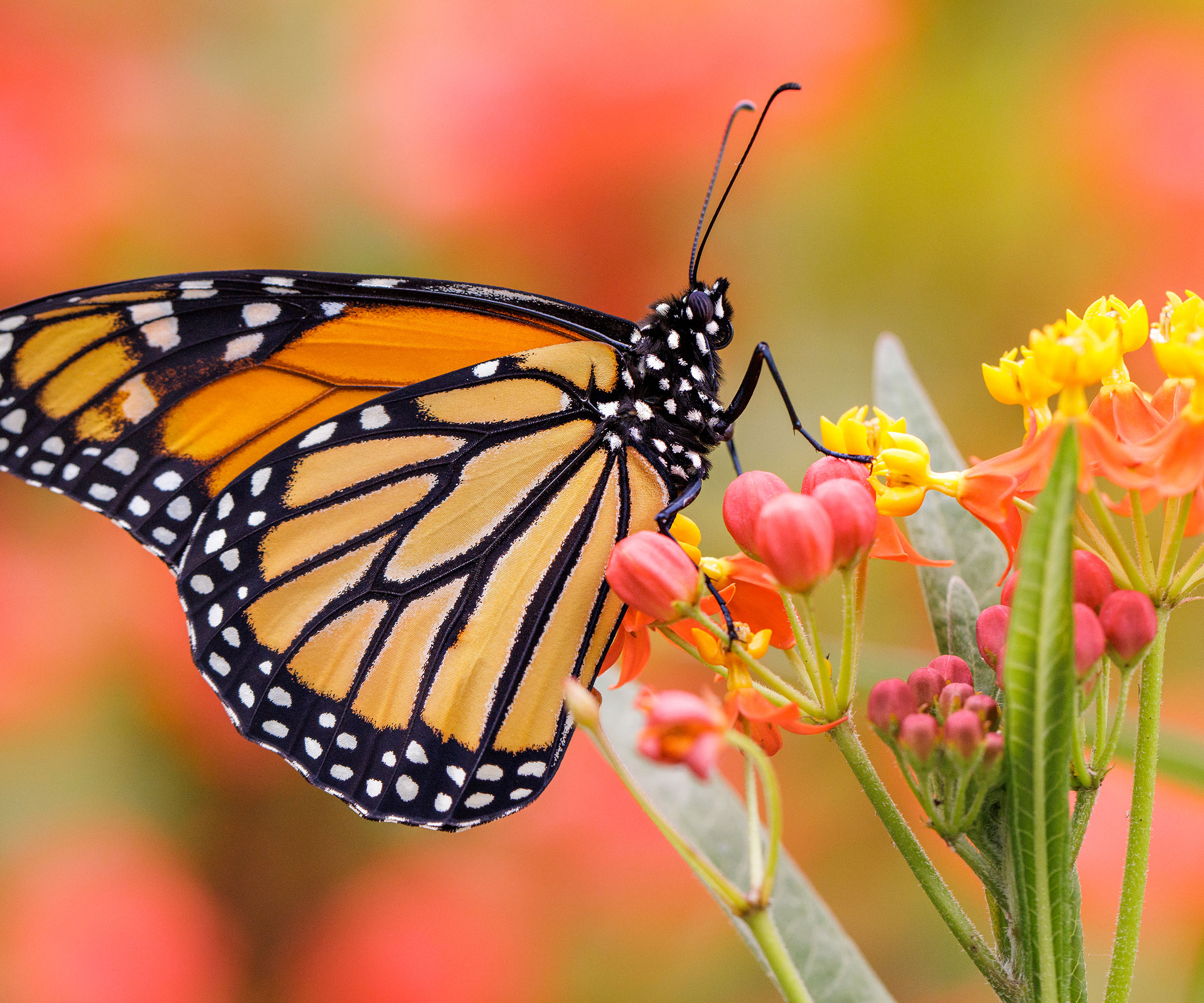 monarch butterfly feeding on milkweed flower