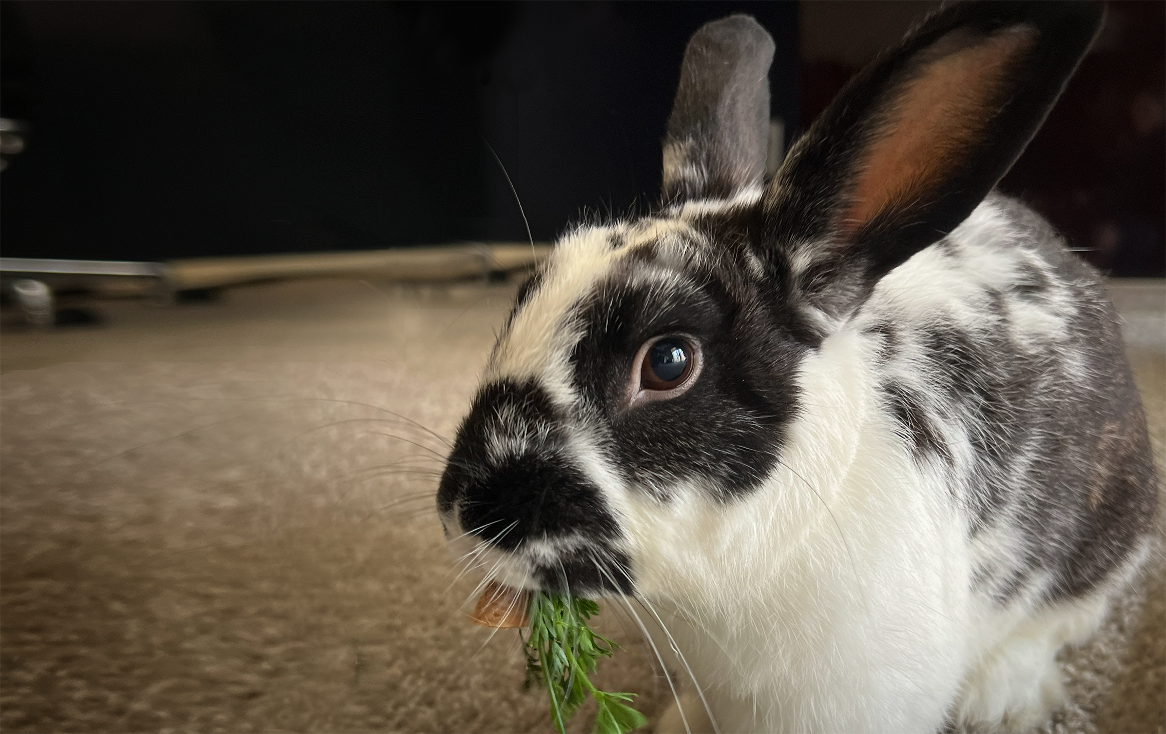 Tonda Ros's pet rabbit