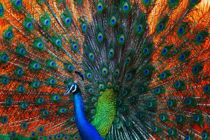 A very supportive peacock. 