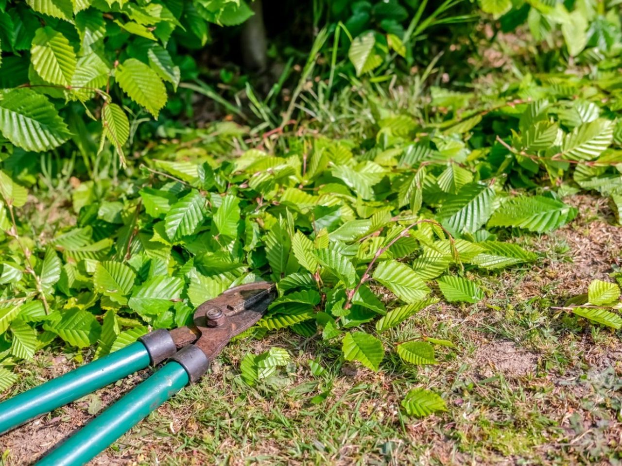 Trimming Of Hawthorn Trees