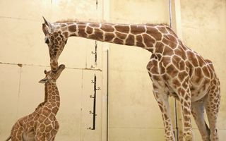 extreme births, Baby giraffe