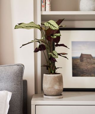 houseplant and framed photo