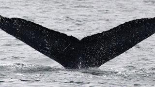 Photograph of a large whale tail as it breaches through the water.