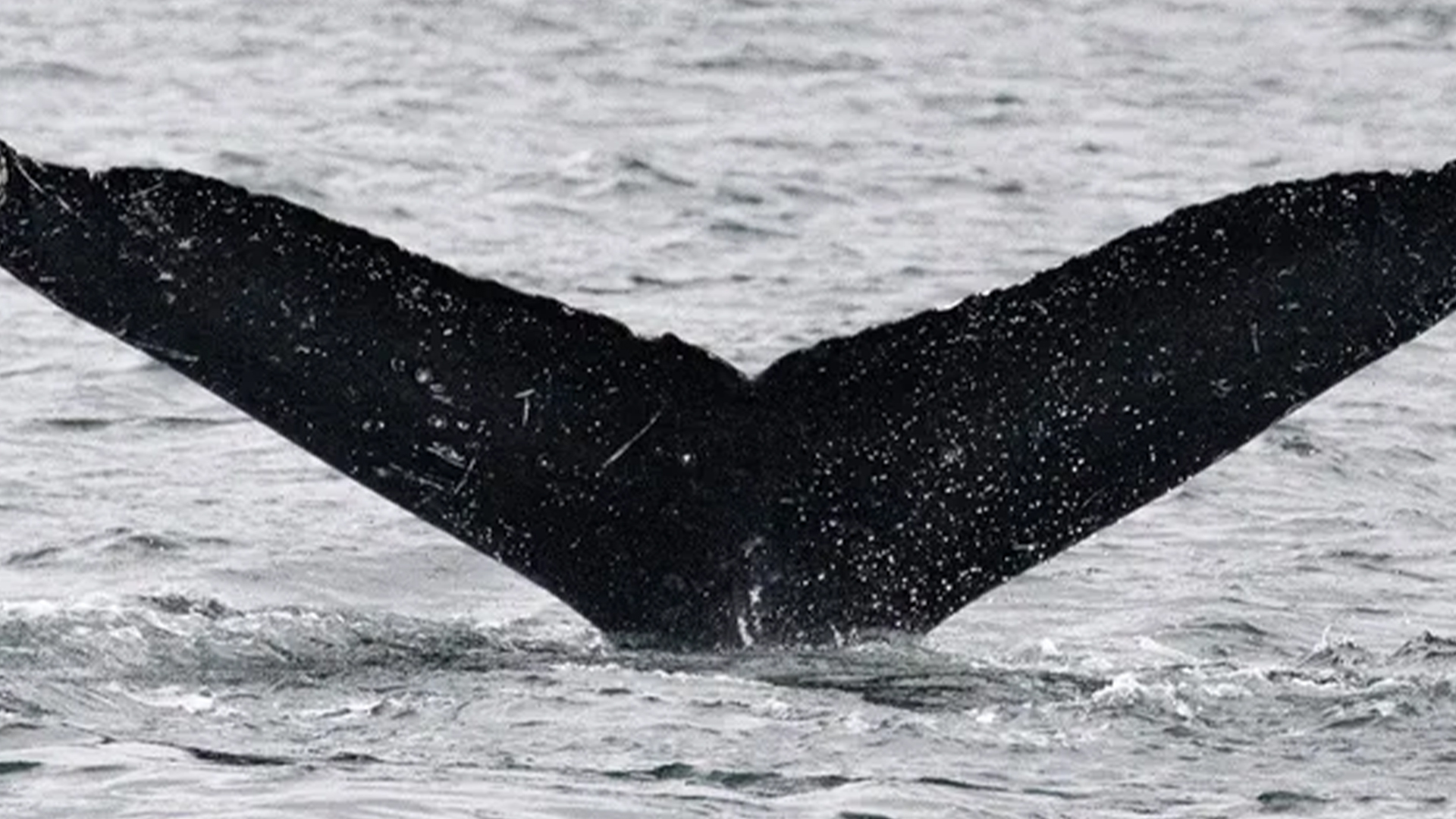 World's 1st 'conversation' between humans and whales could help us talk to aliens someday, scientists claim