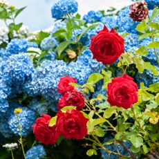 Red roses in front of blue hydrangea bush