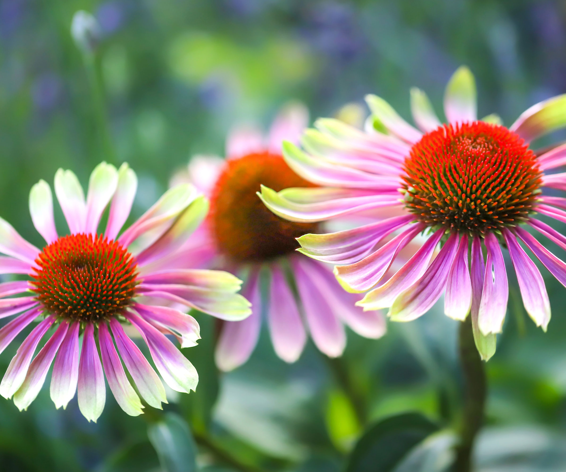 coneflower Green Twister with pink and green petals