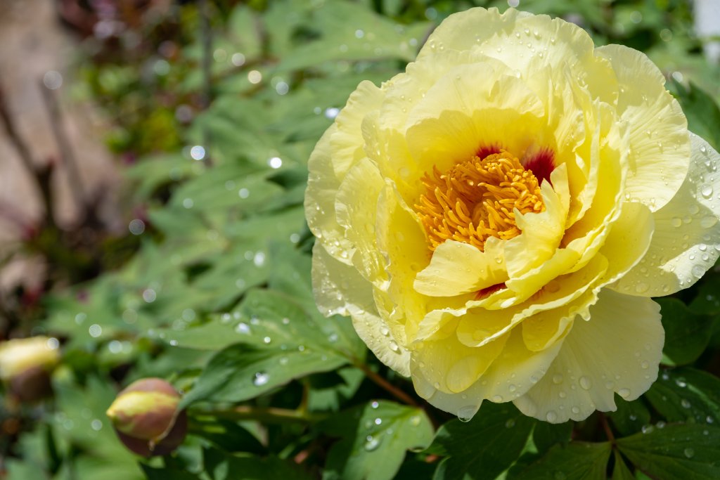 Yellow itoh peony flower