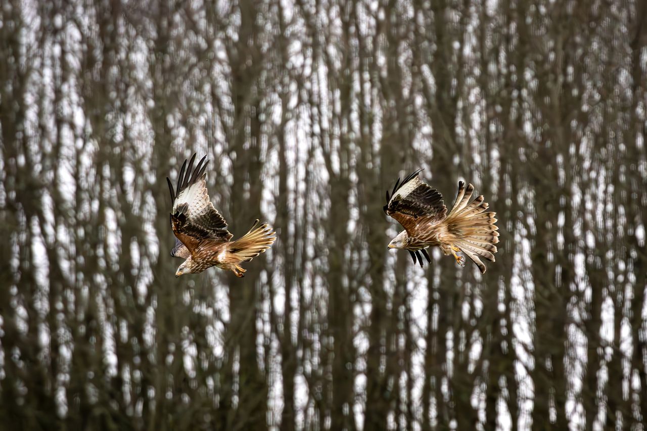 Two majestic hawks soar gracefully through the air against a backdrop of tall, bare trees