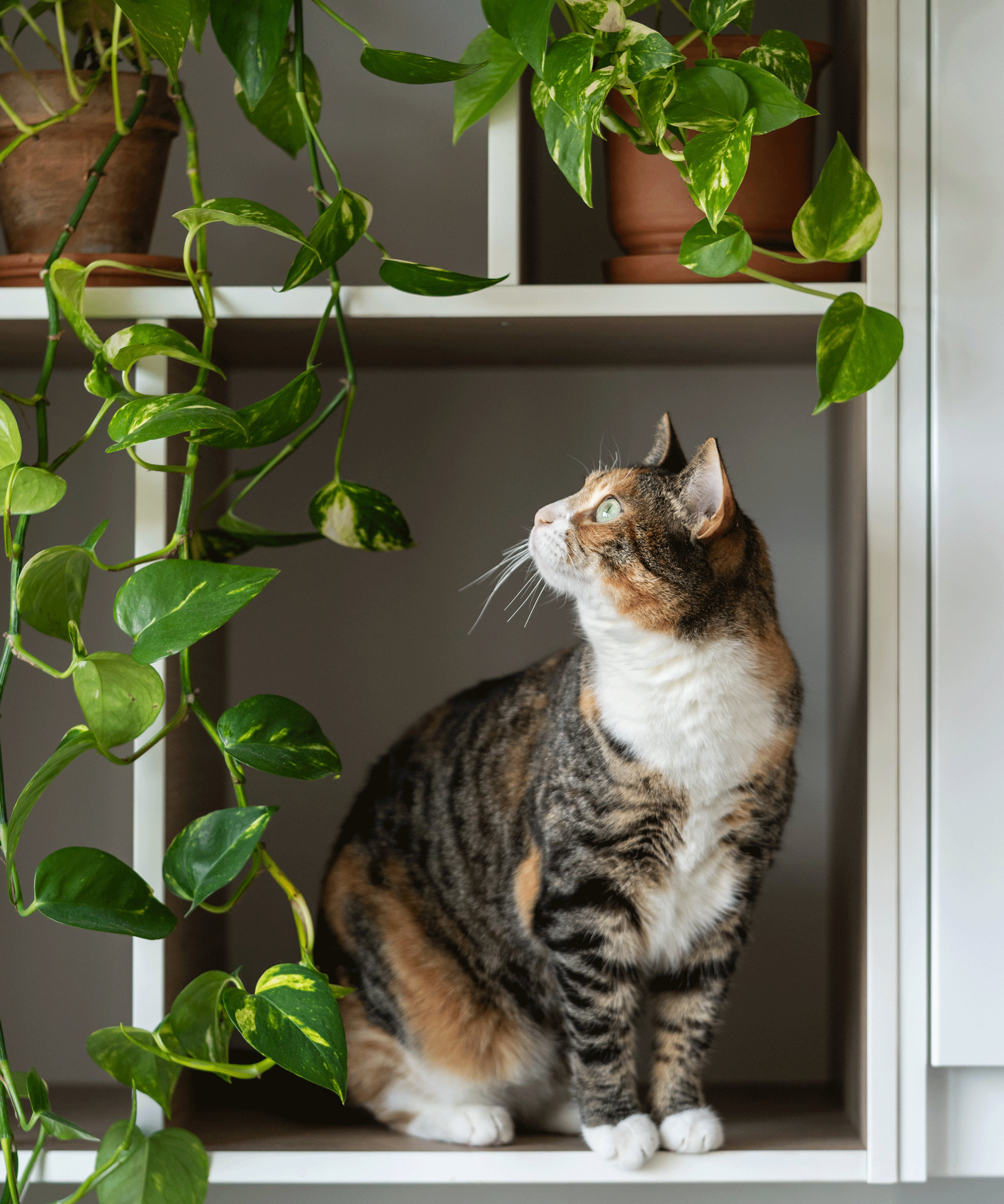 plants and cat on shelves