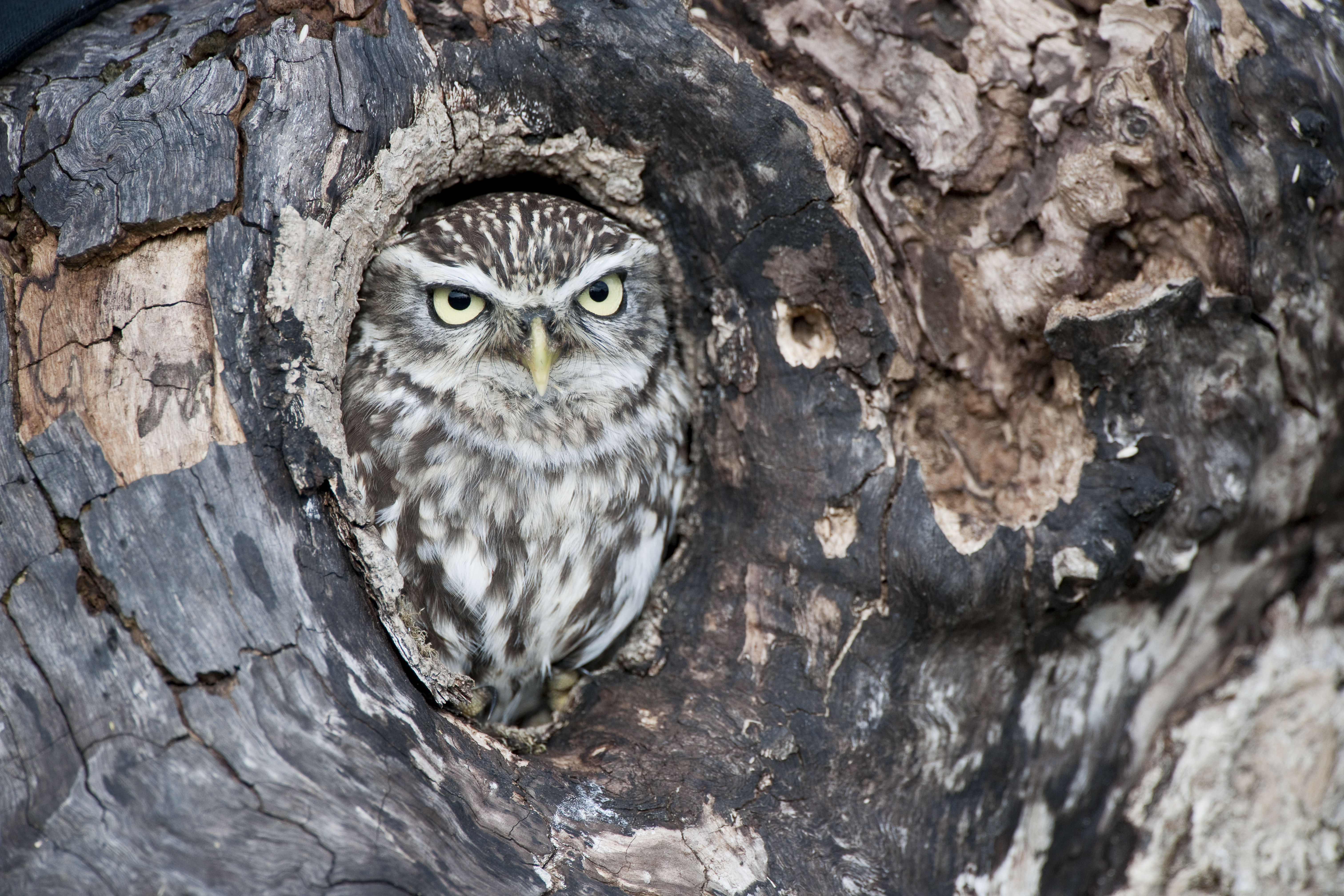 A little owl perfectly burrowed in a tree trunk