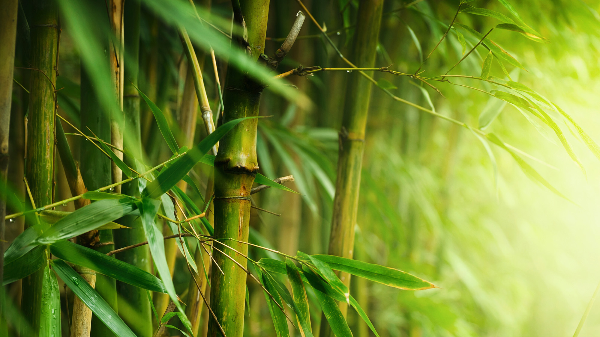 Bamboo