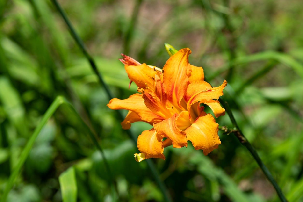 Orange Flowered Daylily