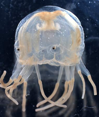 Most Dangerous Jellyfish