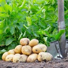 harvested potatoes and shovel in garden