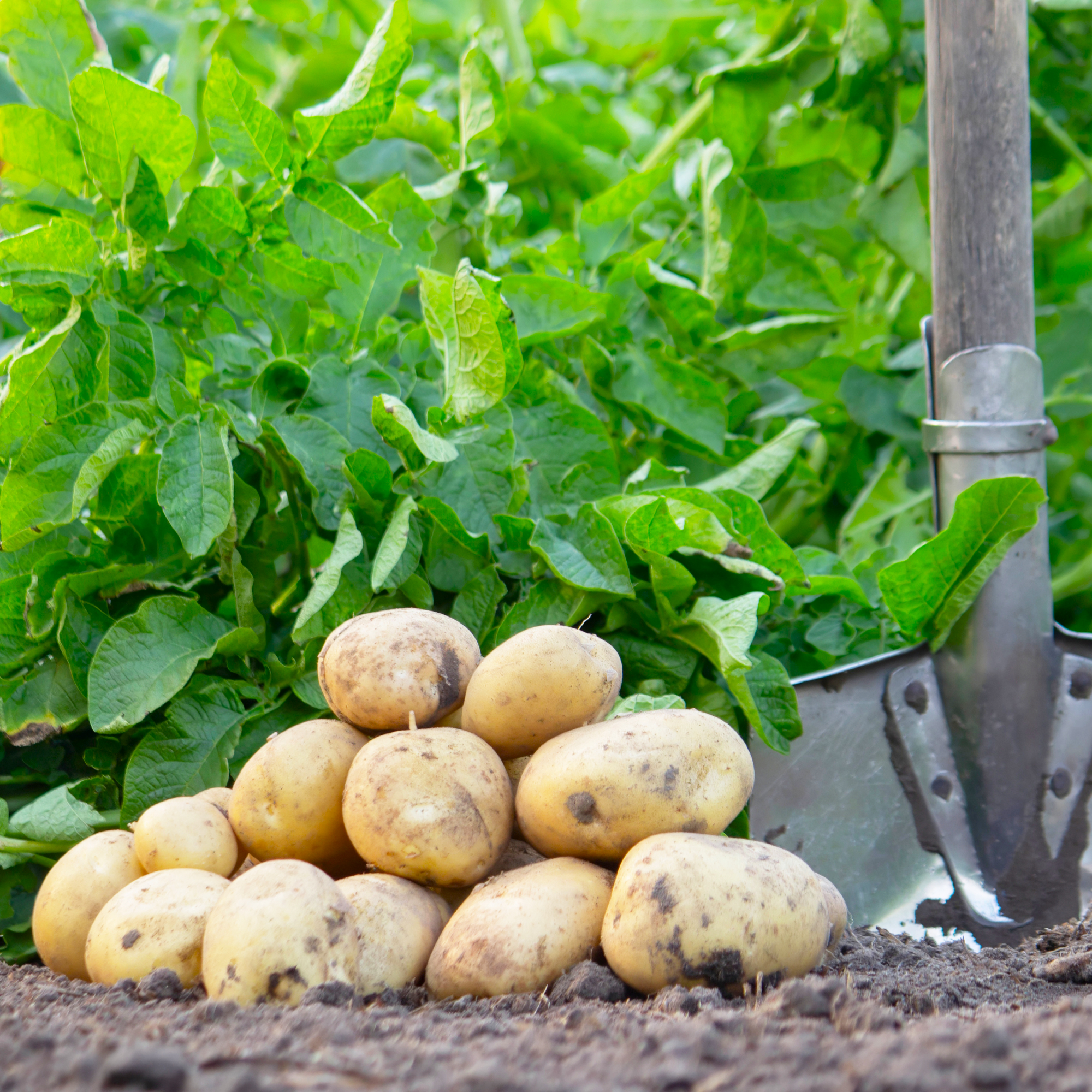 harvested potatoes and shovel in garden