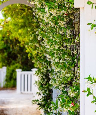 A white wooden pergola columns with an arch of green leaves and white flowers looking onto a white fence with brown pavement in front of it