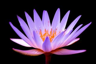 GuruShots - Flower Spotlight