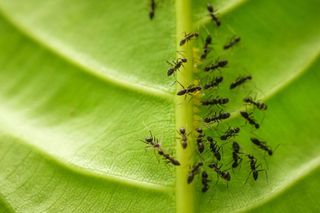 ants on leaf