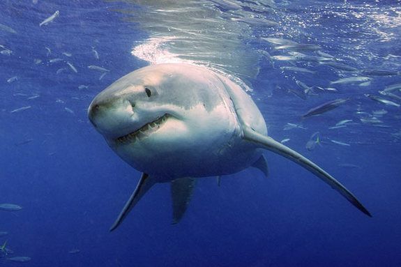 A great white shark cruises underwater in search of prey.