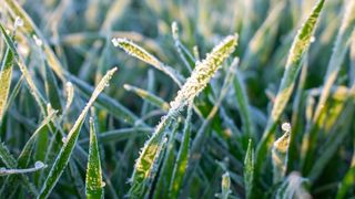 A close up of frozen grass blades