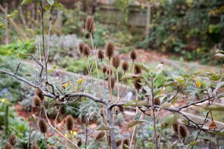 teasel growing in a small garden