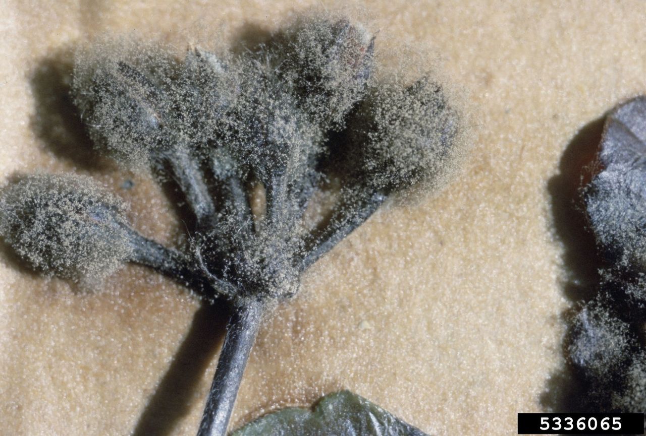 Botrytis Blight On Geranium Plant