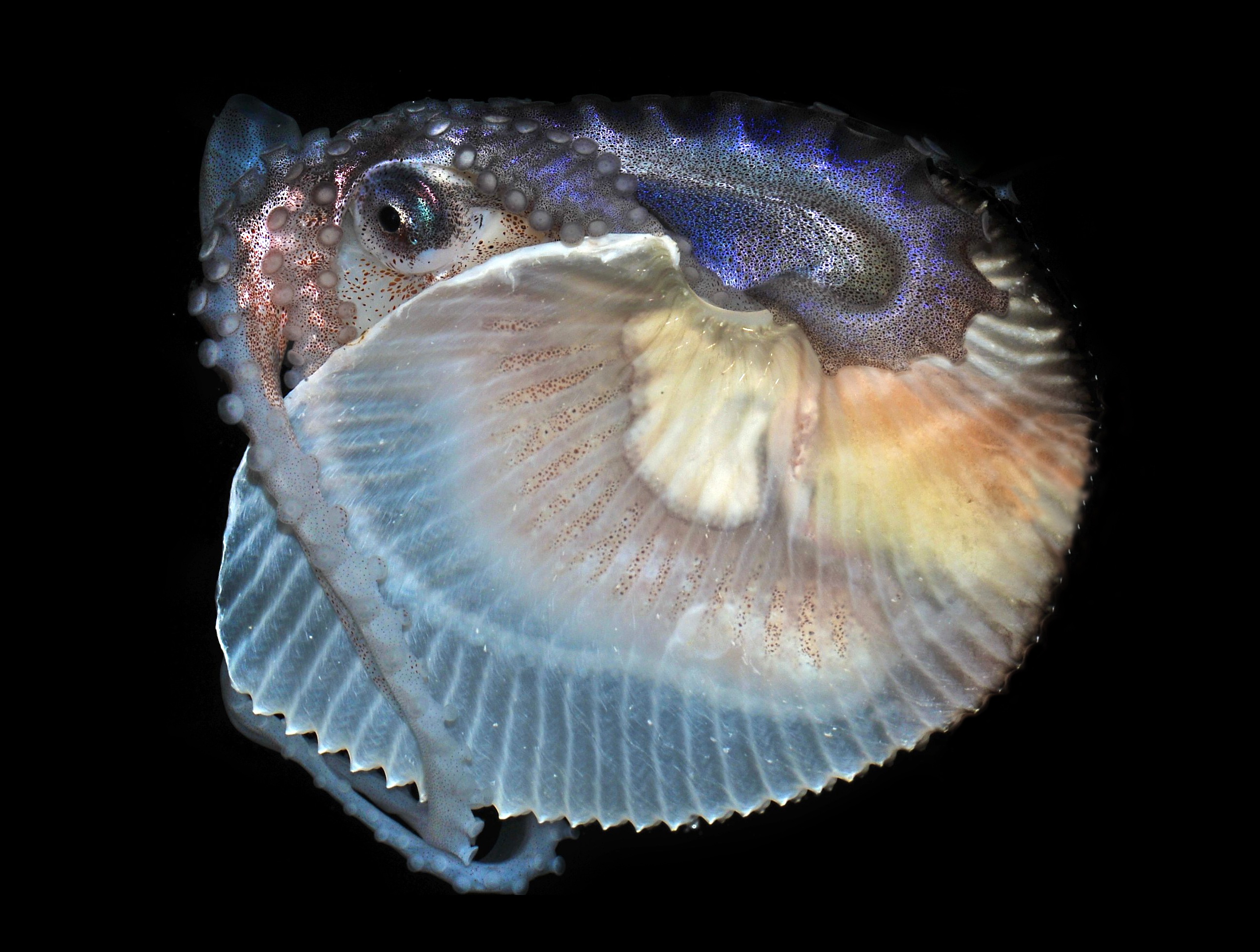 Argonaut