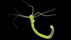 Hydras can regenerate lost body parts &mdash; even their heads.
