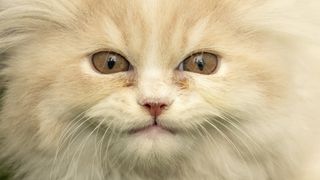 Expressive smiling eyes of persian cat