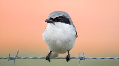 Loggerhead shrike on barbed wire.