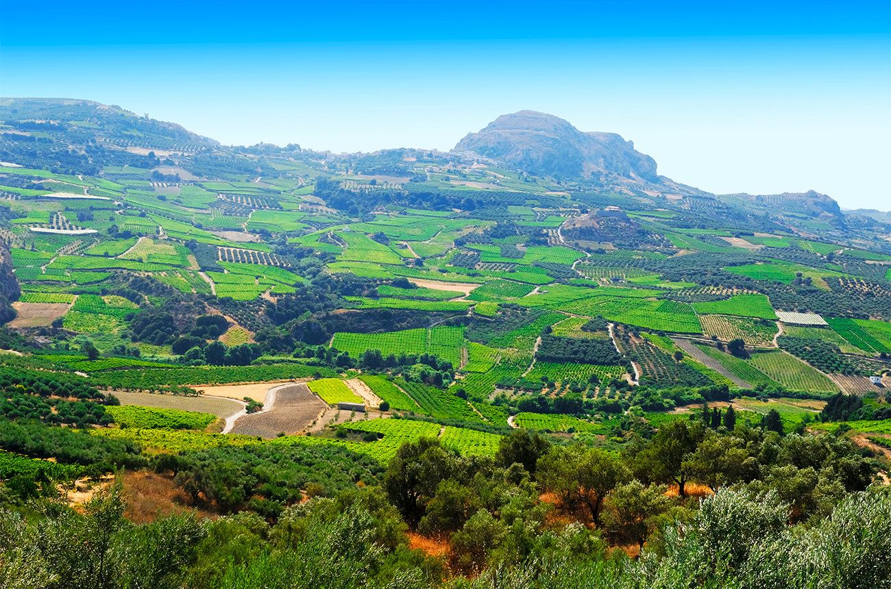Vineyards in Crete. Credit: Greek Wine Federation