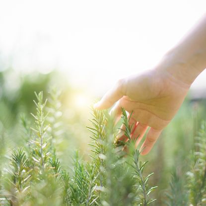 woman's hand touching rosemary 