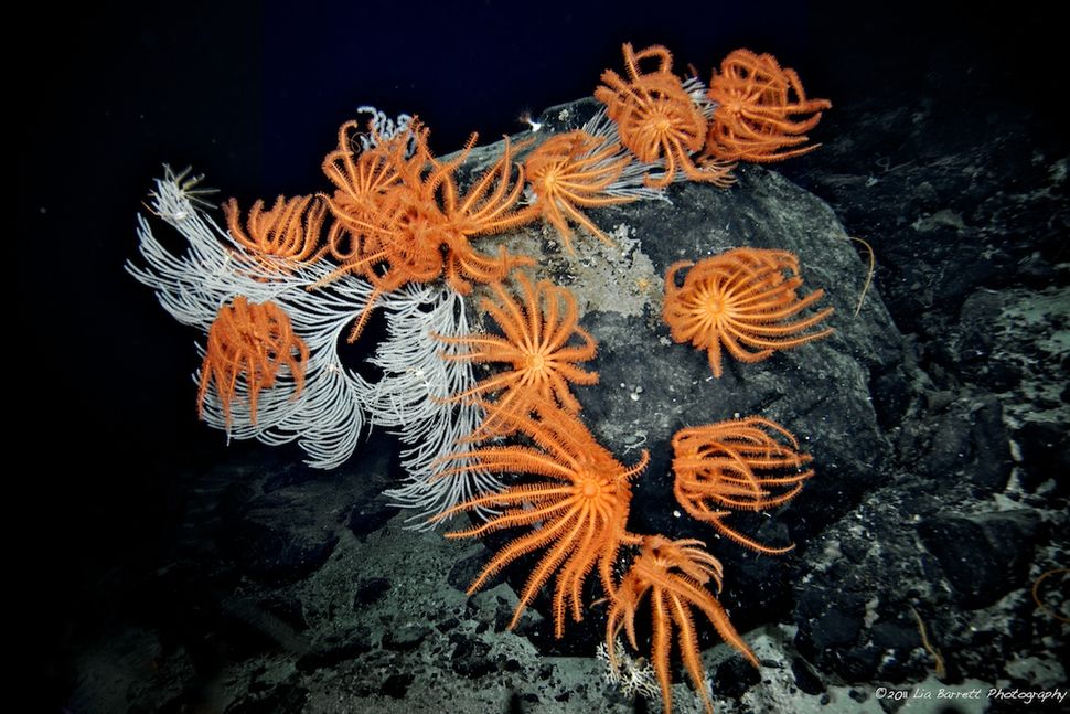 In Photos: The Wonders of the Deep Sea | Live Science