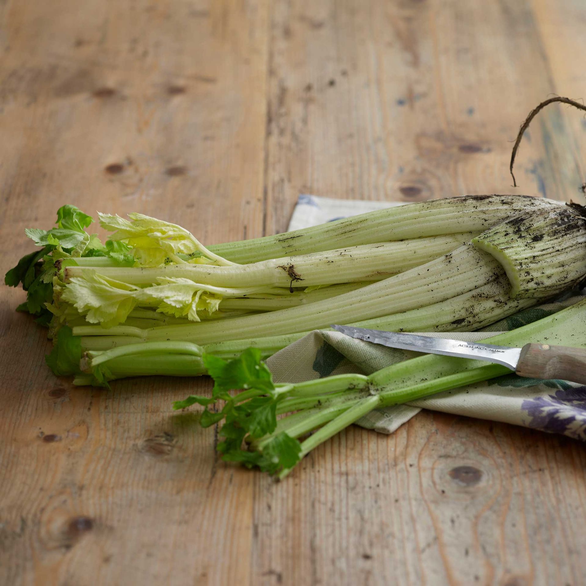 How to grow celery from scraps enjoy a free crop from leftovers