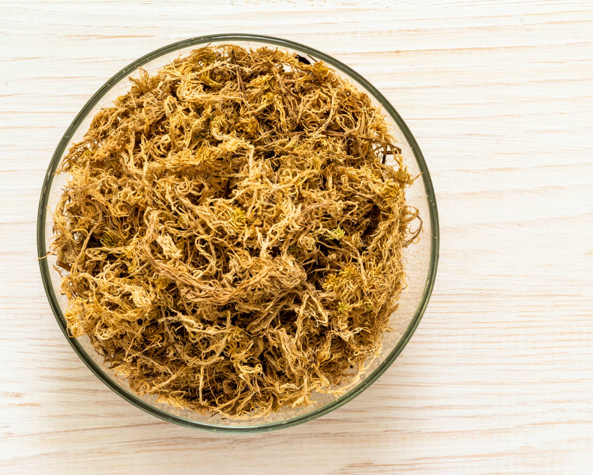 sphagnum peat moss in bowl