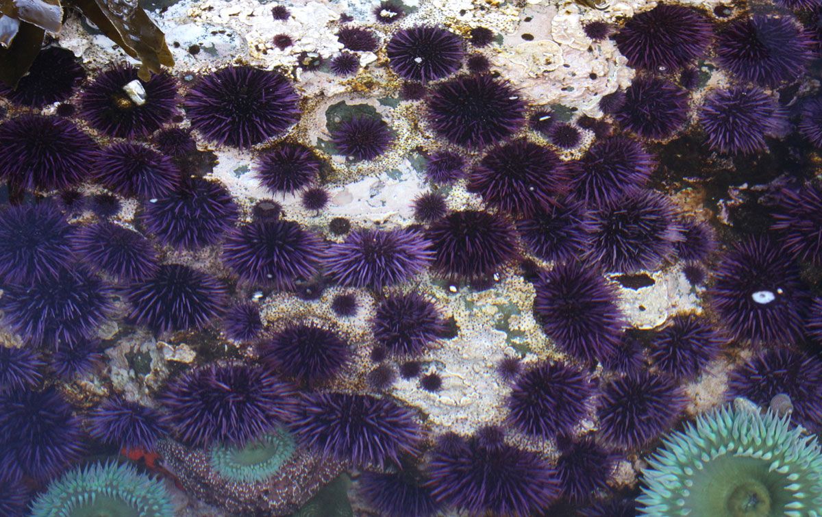 Purple sea urchins